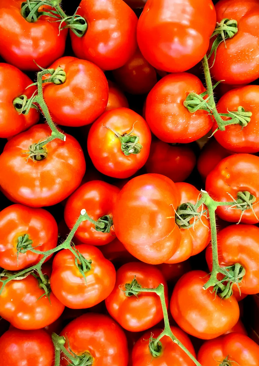 Tomates sur l’étal